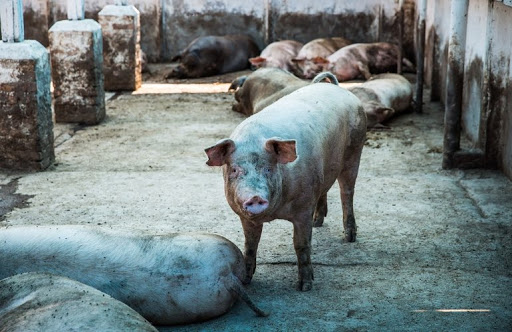 На Одещині на нелегальній фермі зафіксували спалах африканської чуми свиней   
